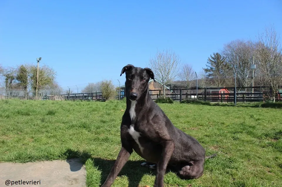 fluke adozione greyhound 3 2