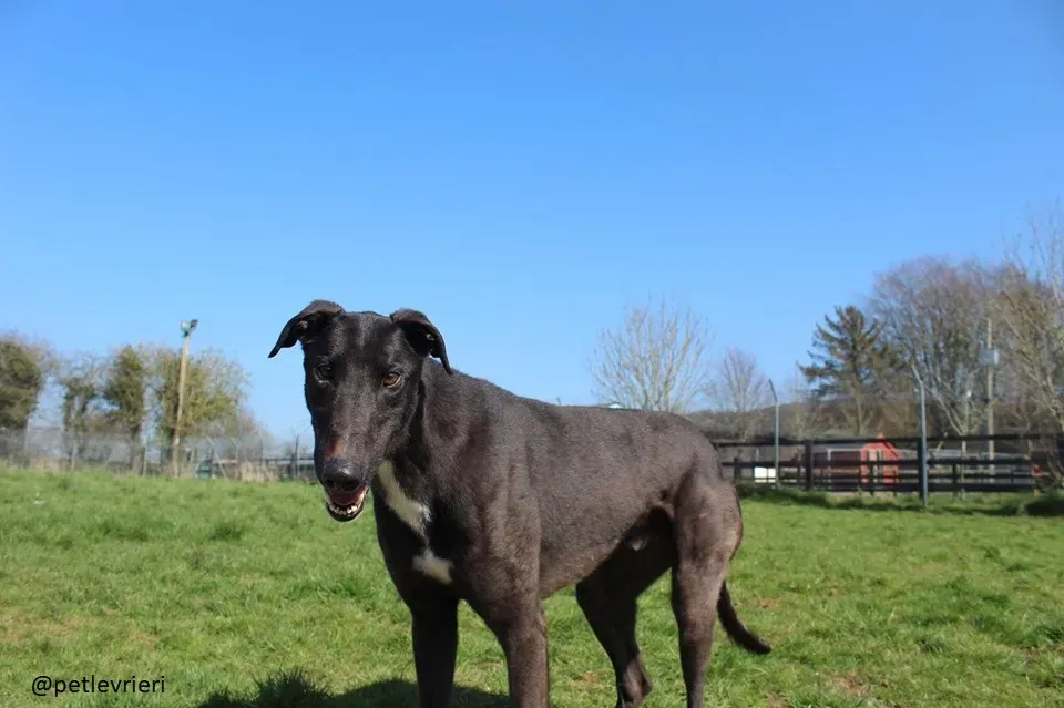 fluke adozione greyhound 4 2