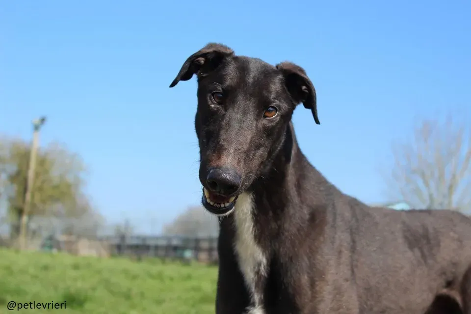 fluke adozione greyhound 5 1