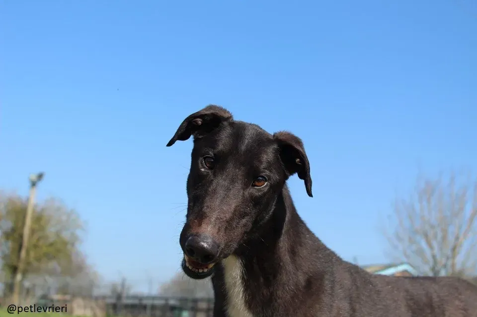 fluke adozione greyhound 6 1