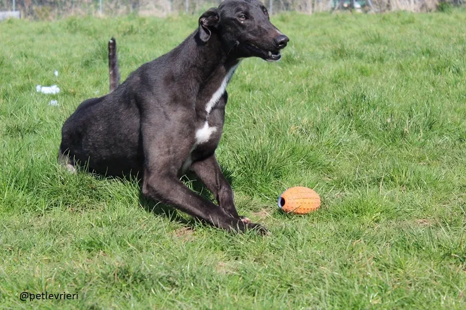 fluke adozione greyhound 6