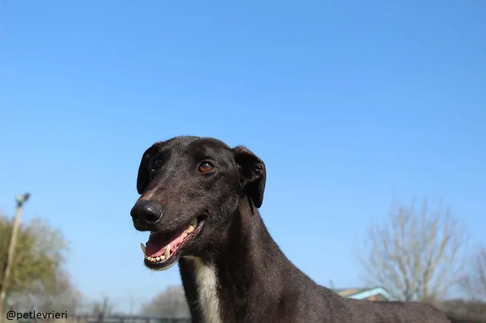 fluke adozione greyhound 7