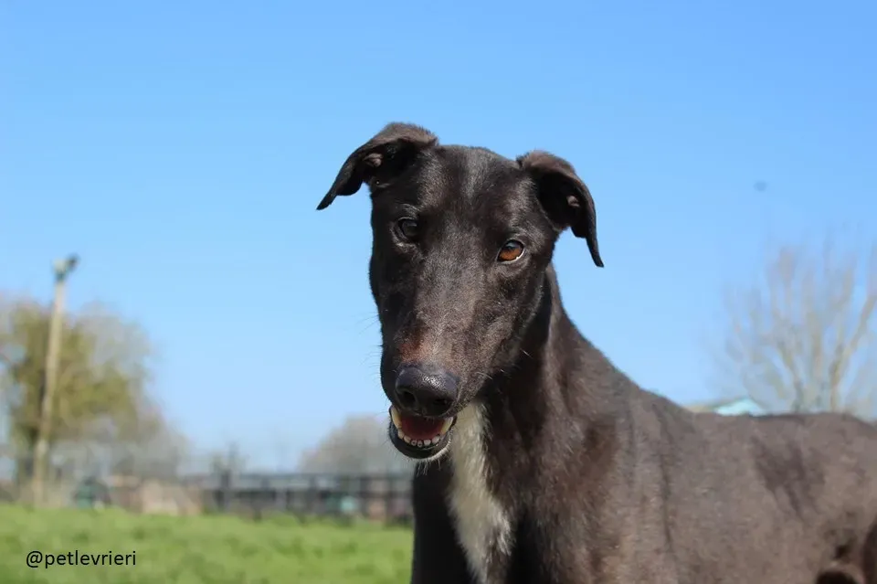 fluke adozione greyhound 8