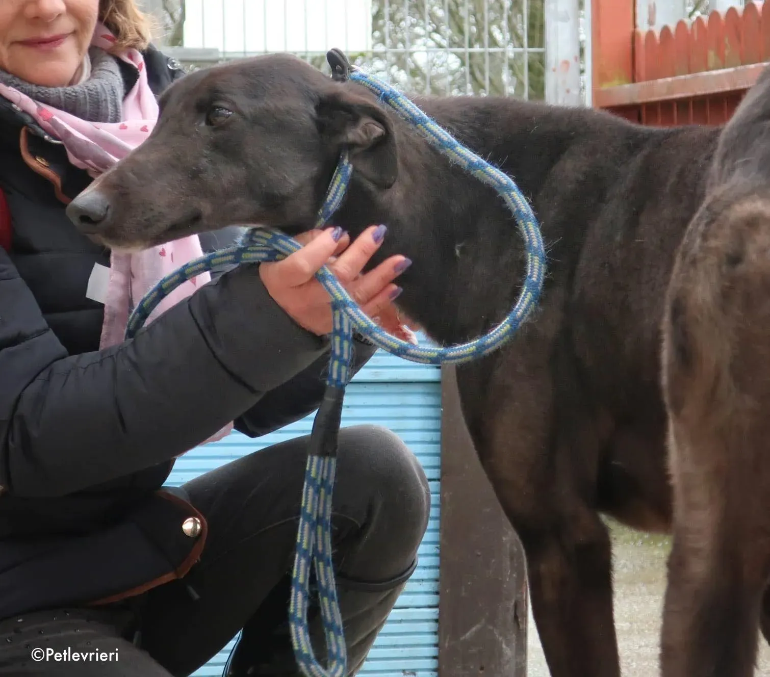 fluke adozione levrieri greyhound 1
