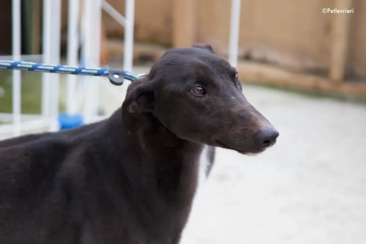 fluke adozione levrieri greyhound 10