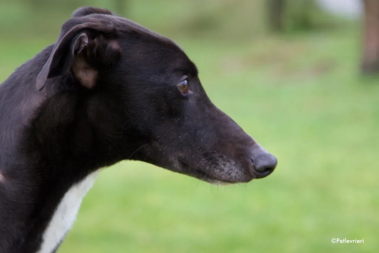 fluke adozione levrieri greyhound 11