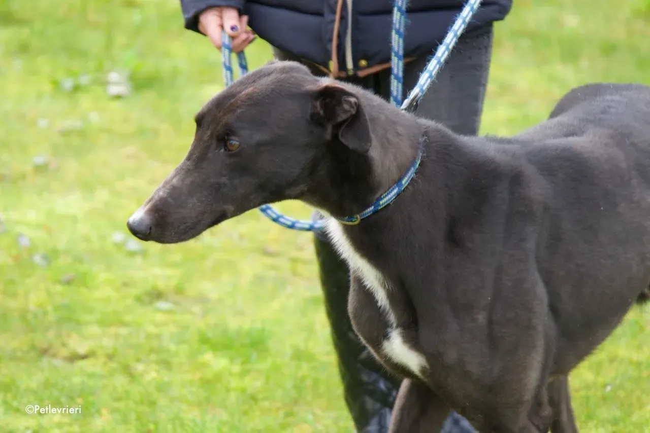 fluke adozione levrieri greyhound 12