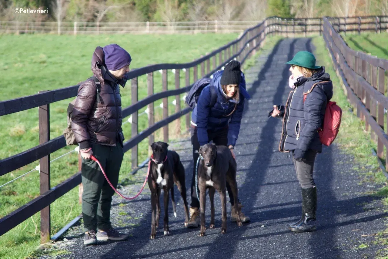 fluke adozione levrieri greyhound 13