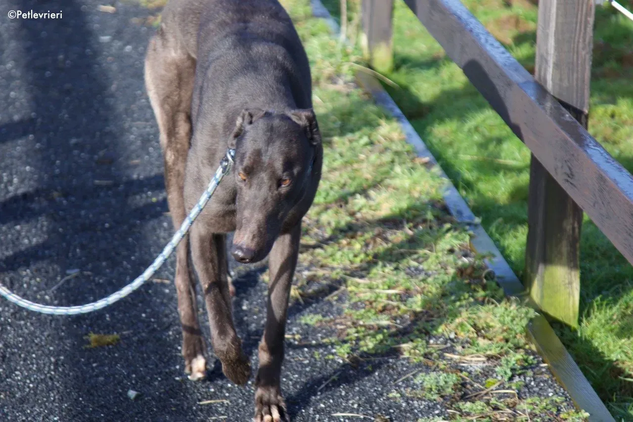 fluke adozione levrieri greyhound 14