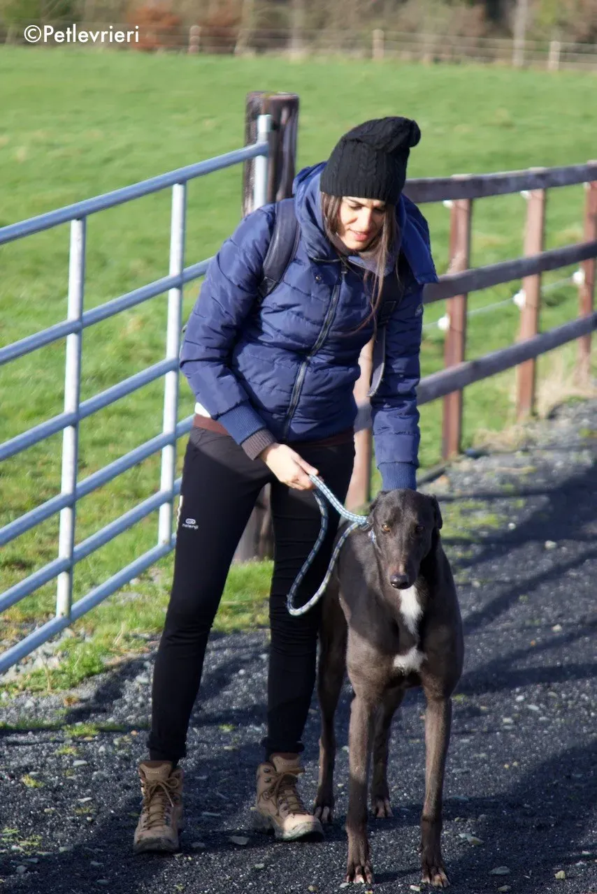 fluke adozione levrieri greyhound 15