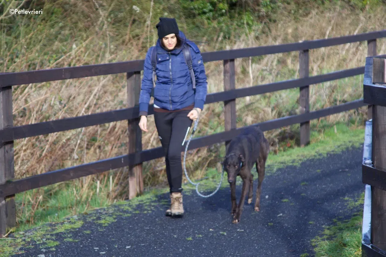 fluke adozione levrieri greyhound 16