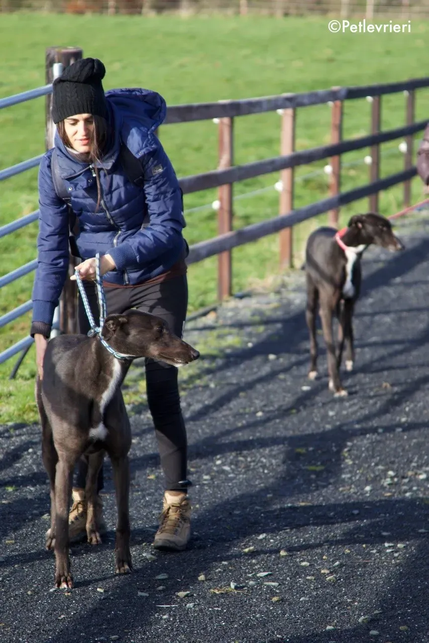 fluke adozione levrieri greyhound 17