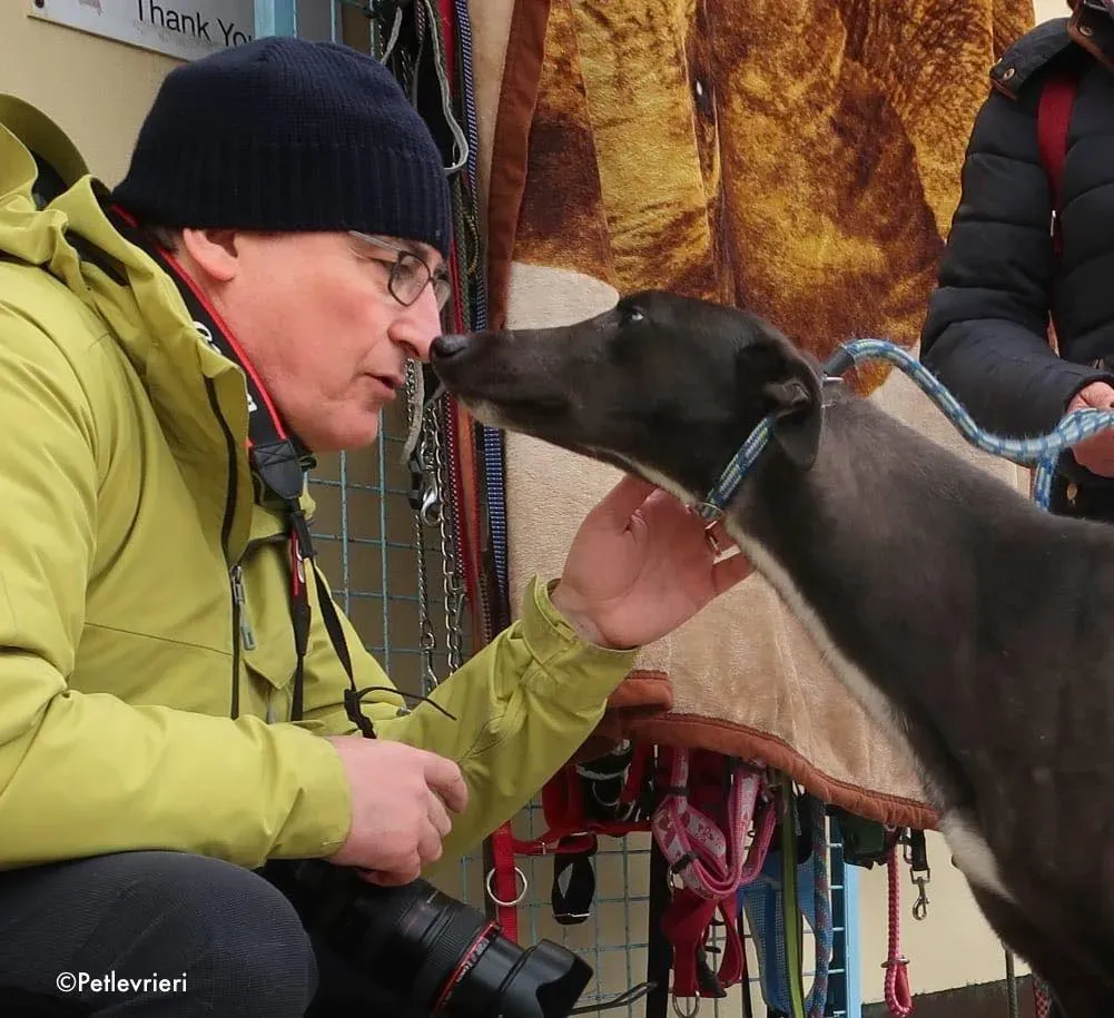 fluke adozione levrieri greyhound 2