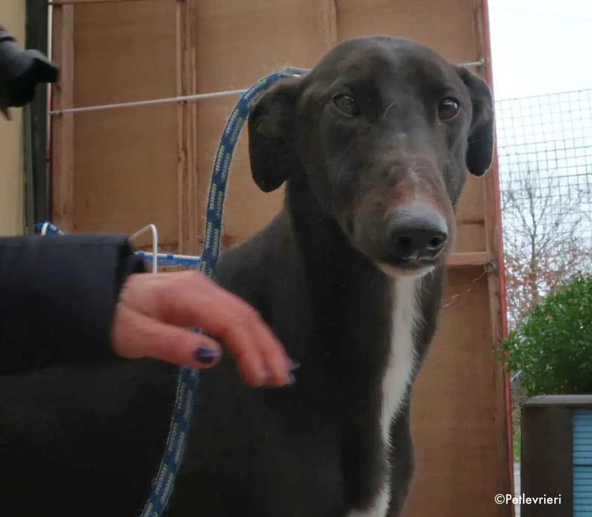 fluke adozione levrieri greyhound 3