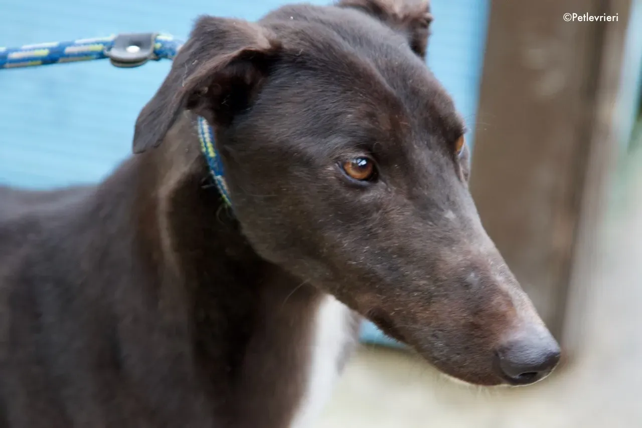 fluke adozione levrieri greyhound 4 1