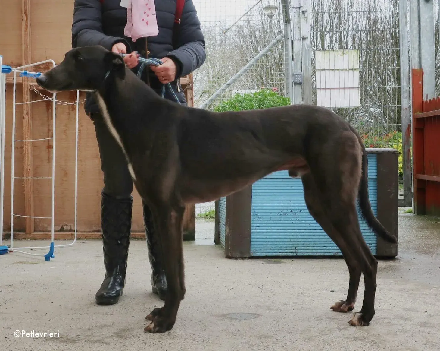 fluke adozione levrieri greyhound 4