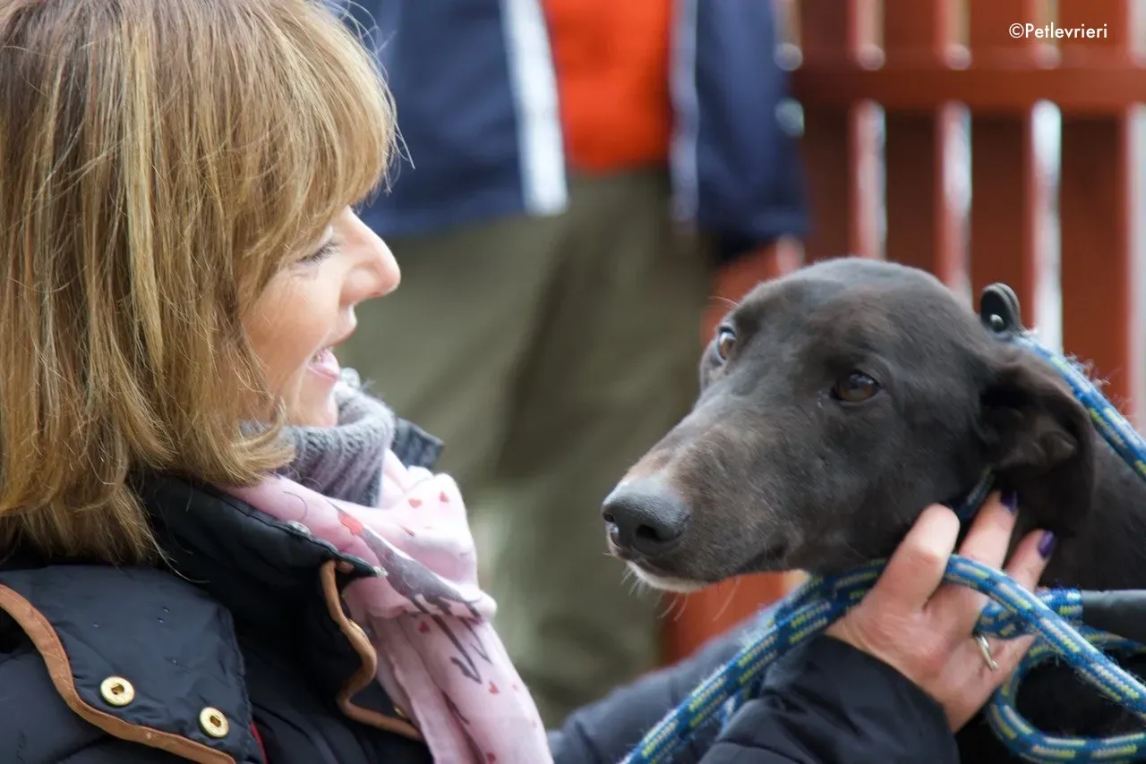 fluke adozione levrieri greyhound 5