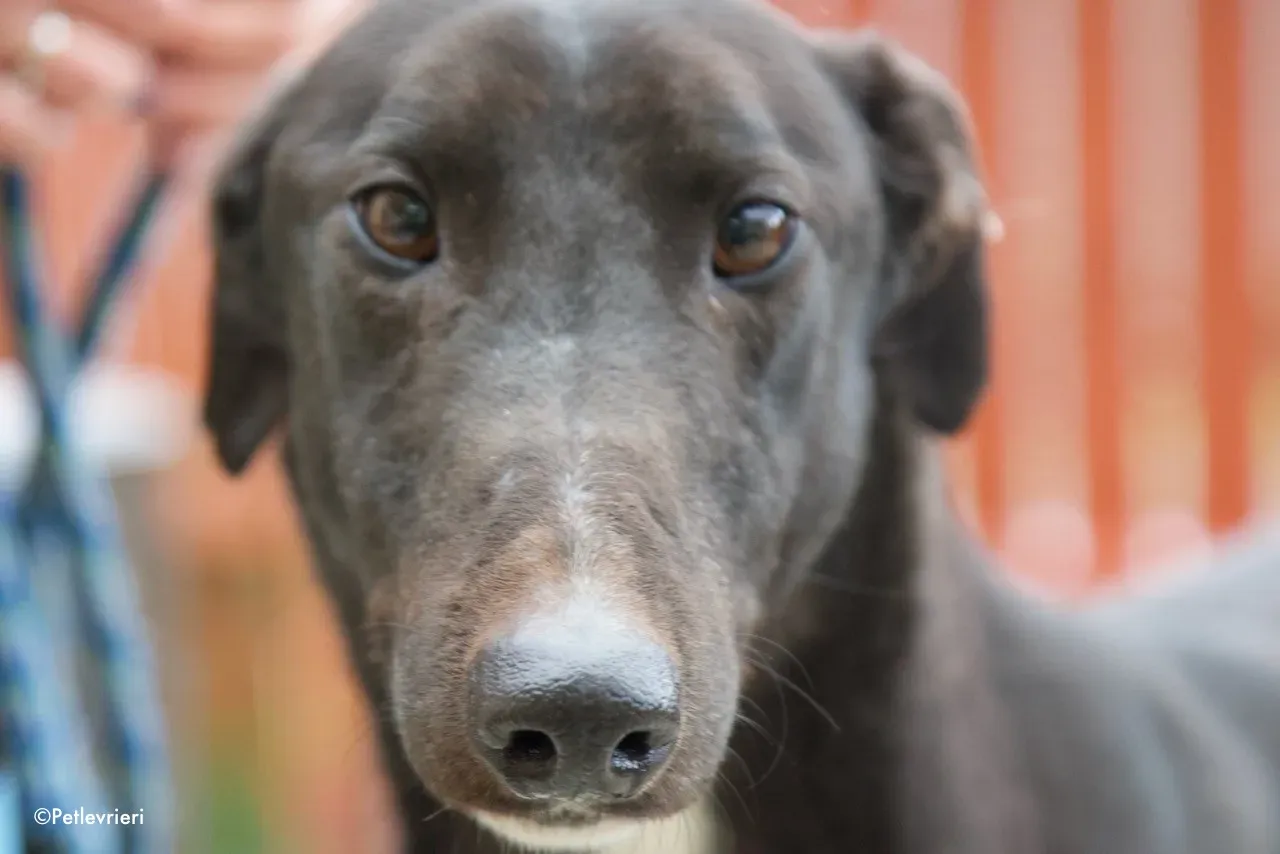 fluke adozione levrieri greyhound 6