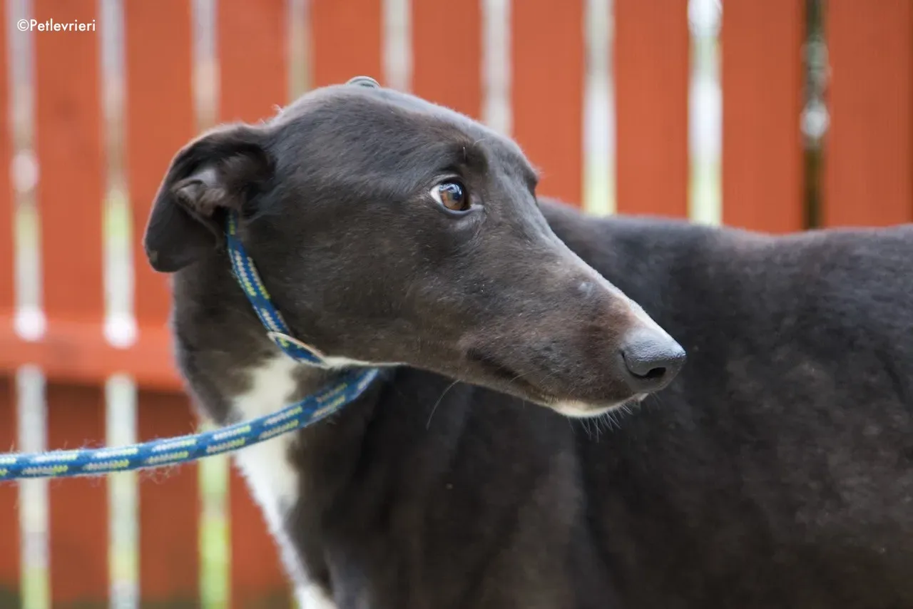 fluke adozione levrieri greyhound 7
