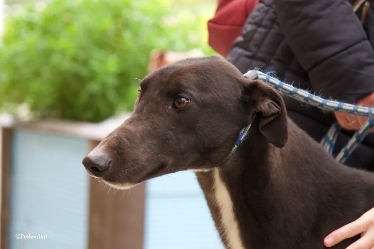 fluke adozione levrieri greyhound 8