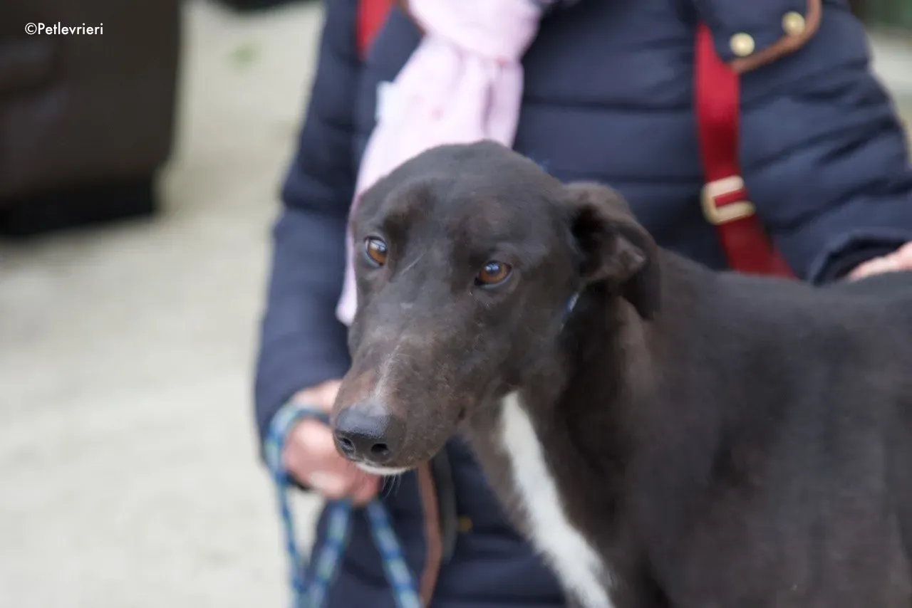 fluke adozione levrieri greyhound 9