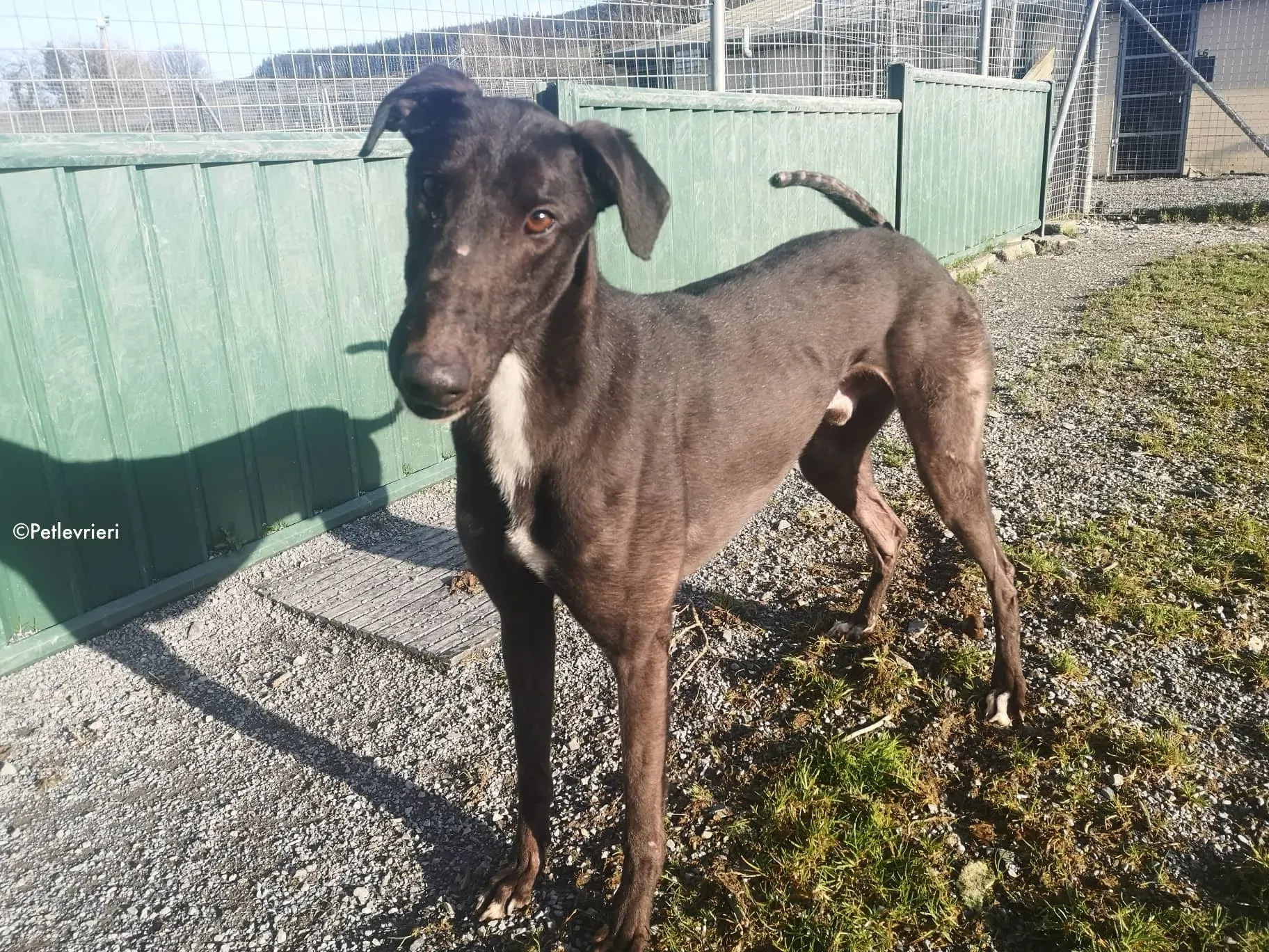 fluke adozione levriery greyhound 1