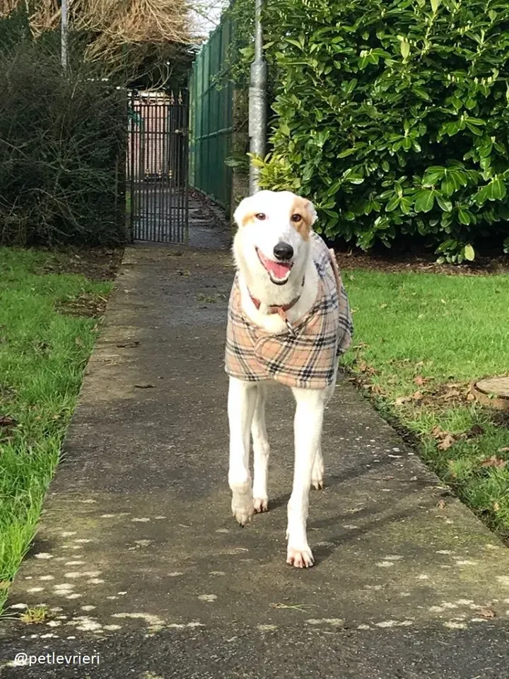 fonda adozione greyhound 1