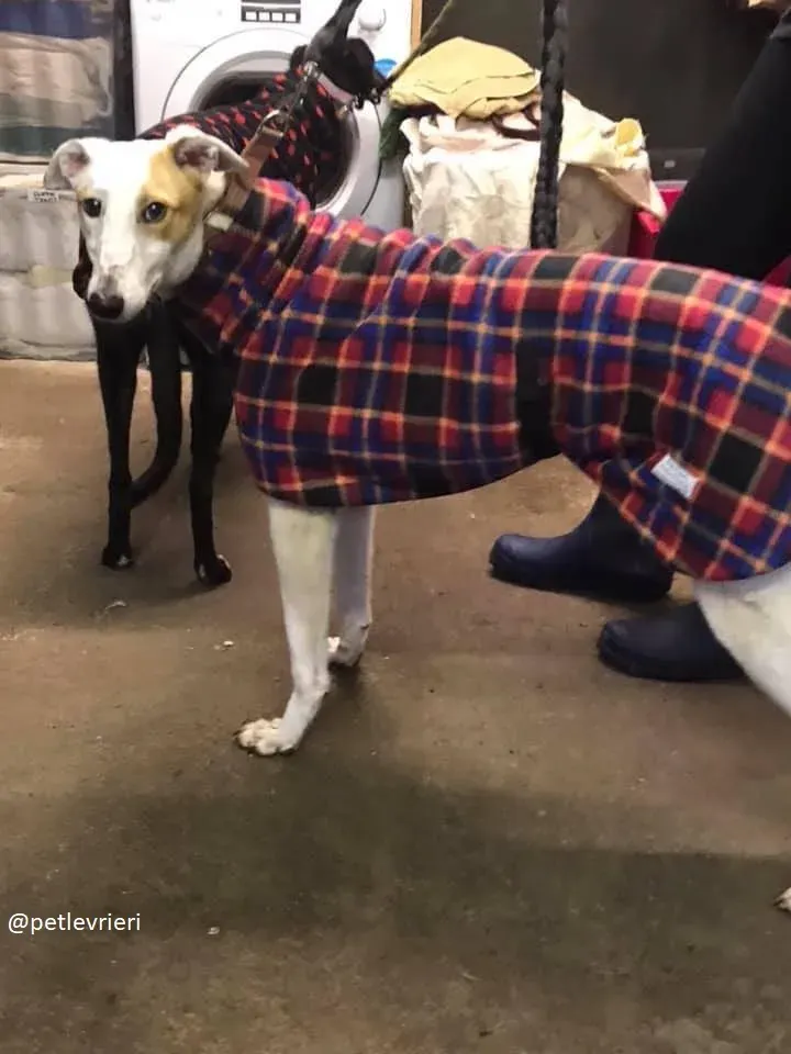 fonda adozione greyhound