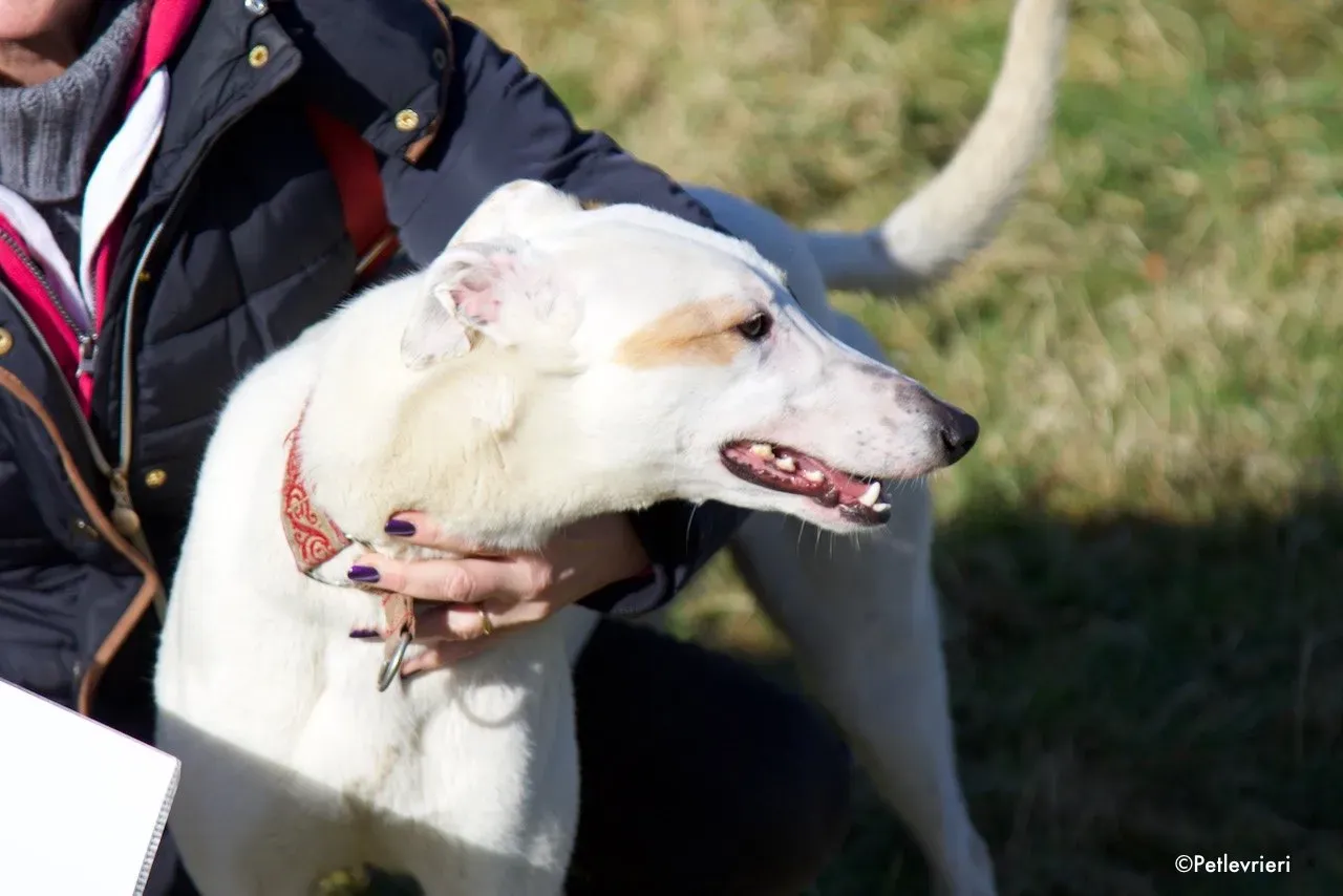 fonda adozione levrieri greyhound 1