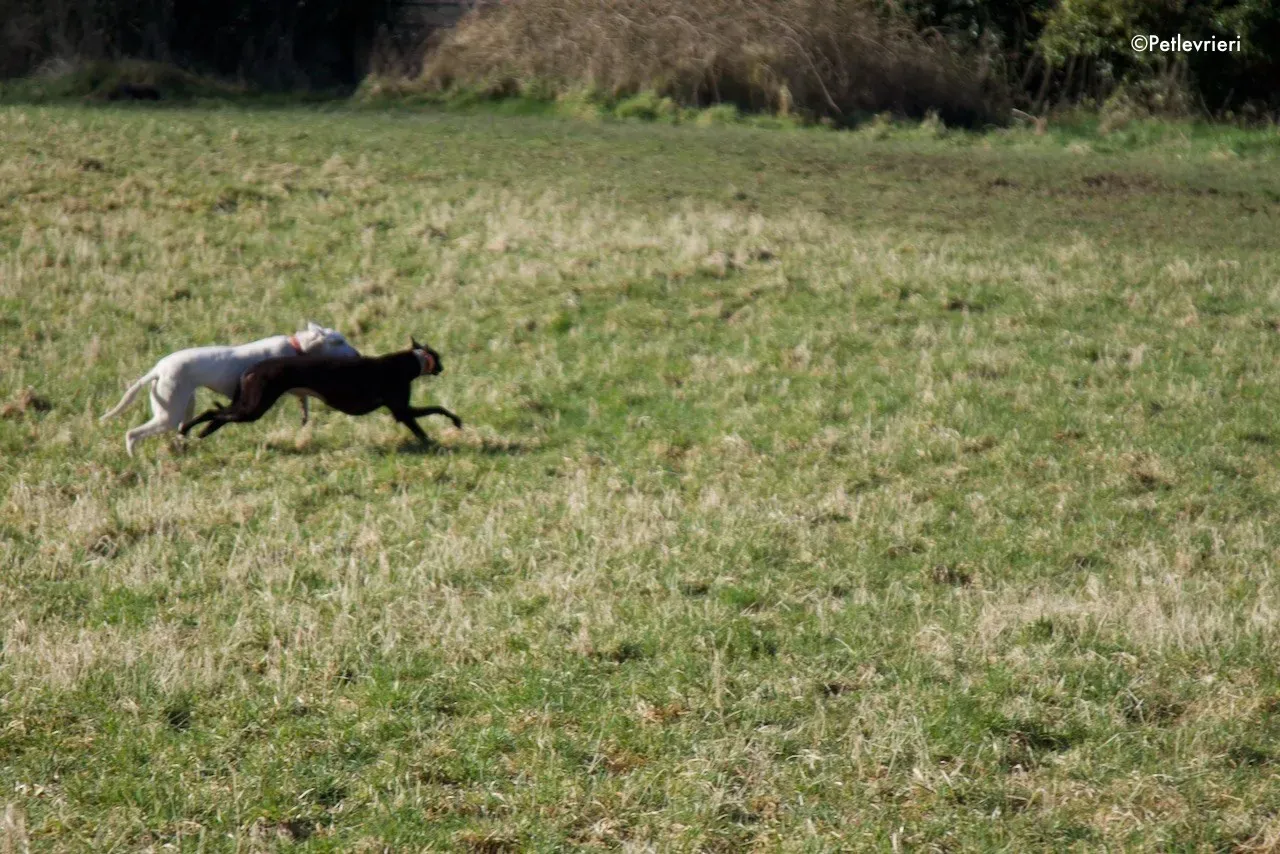 fonda adozione levrieri greyhound 3