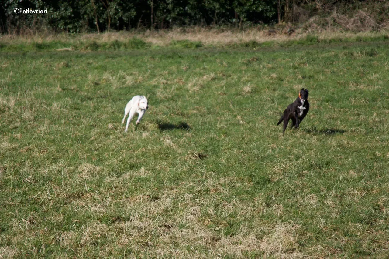 fonda adozione levrieri greyhound 8