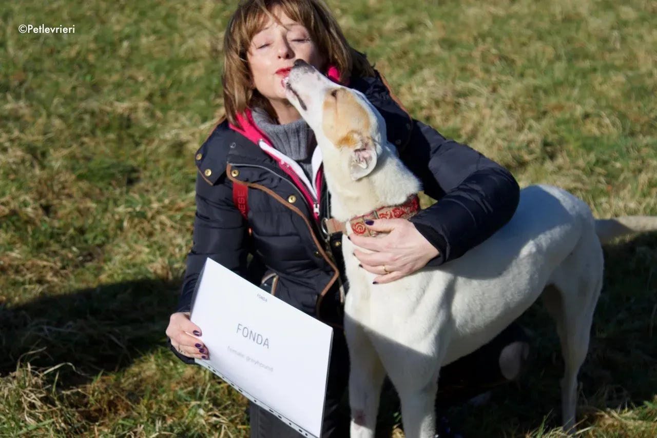 fonda adozione levrieri greyhound 9