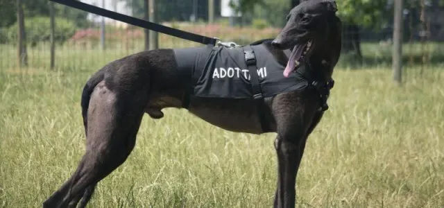 foster come partecipare