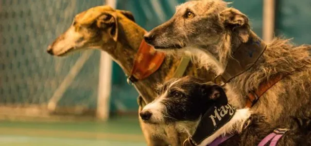 foster in che consiste