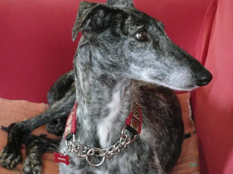 foster progettofoster petlevrieri petlevrierionlus 3