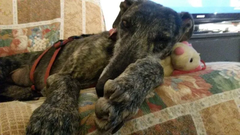 foster progettofoster petlevrieri petlevrierionlus 4