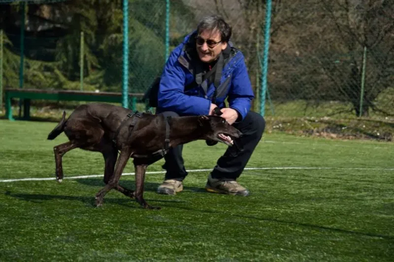 foster progettofoster tilly petlevrieri petlevrierionlus 1