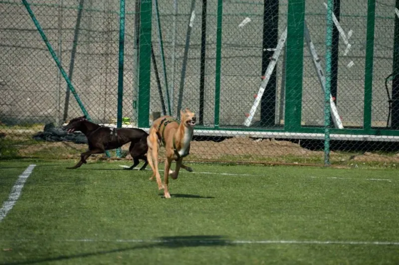 foster progettofoster tilly petlevrieri petlevrierionlus 2