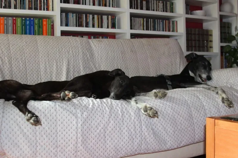 foster progettofoster tilly petlevrieri petlevrierionlus 4