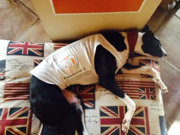 fotopet e1411910397585