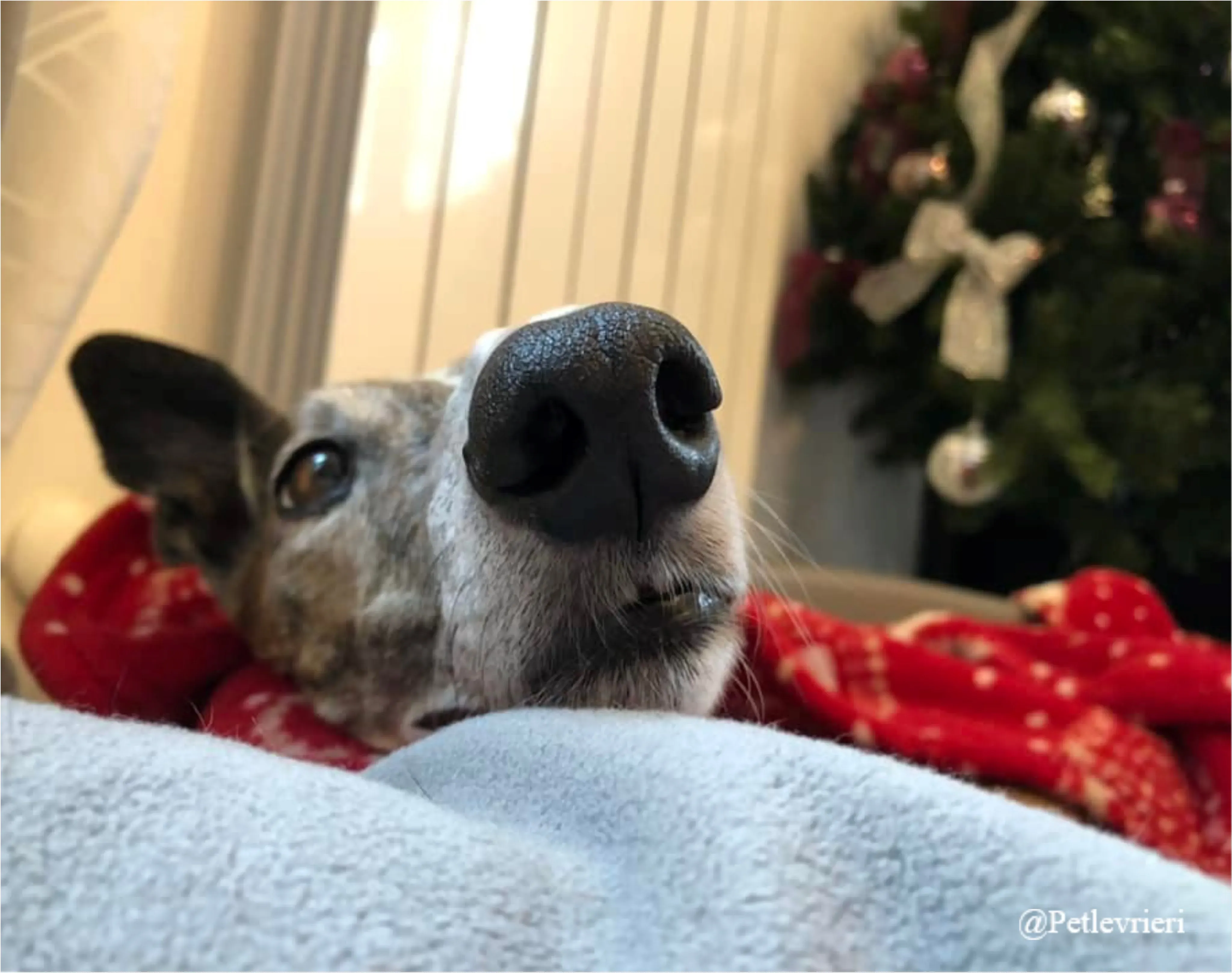 francesca pet levrieri natale 2021