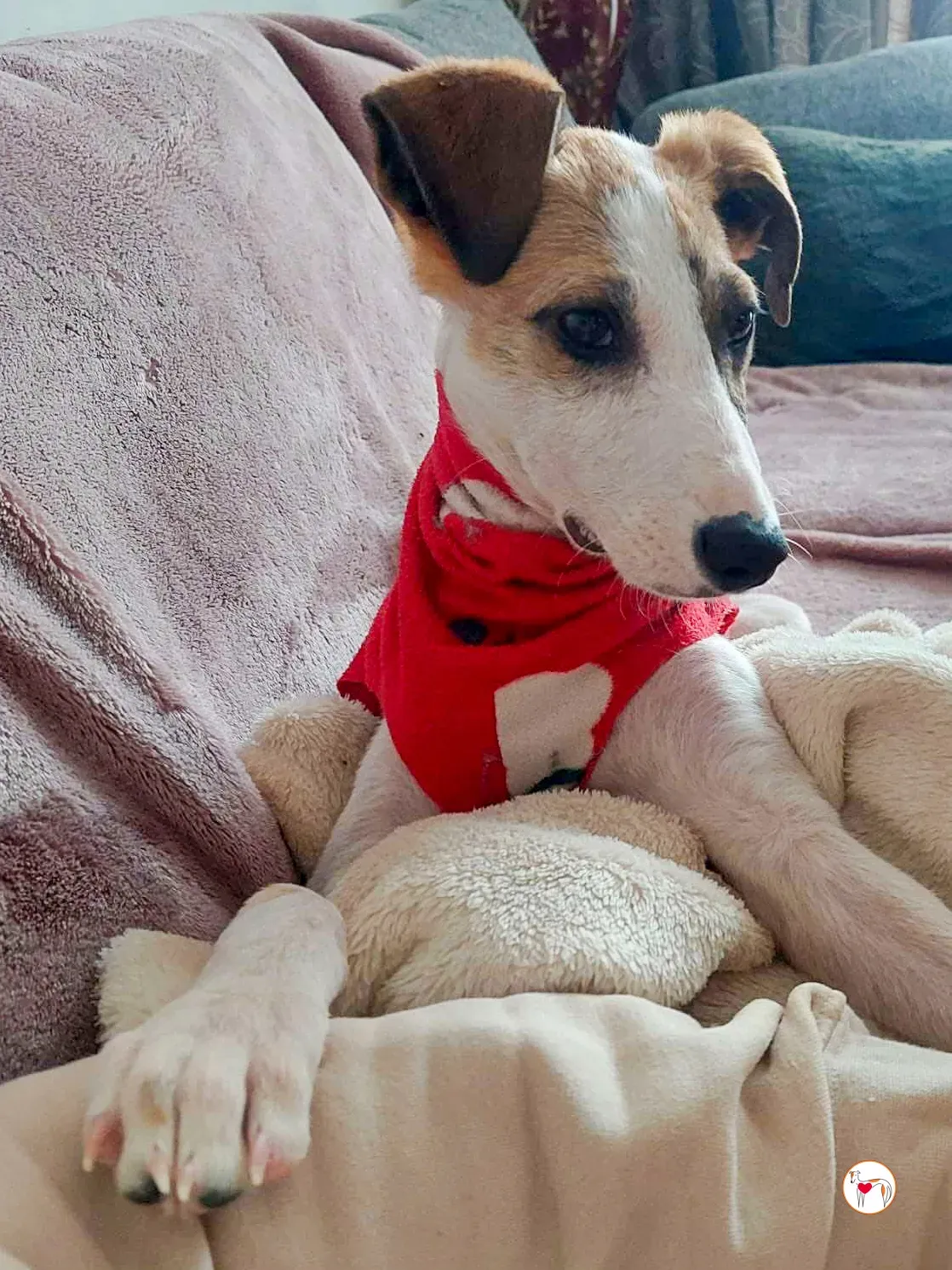 franco grey cucciolo adozione 01