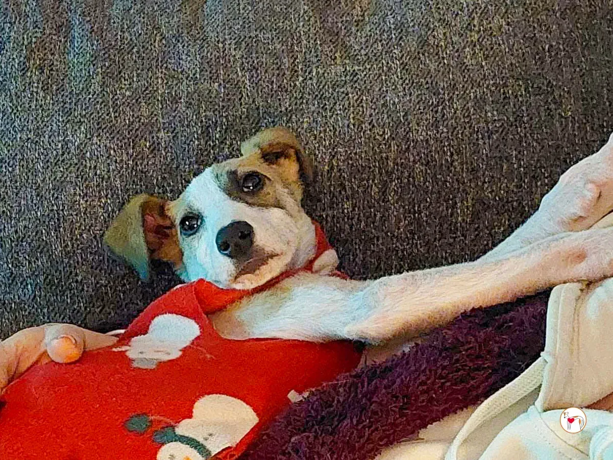 franco grey cucciolo adozione 02