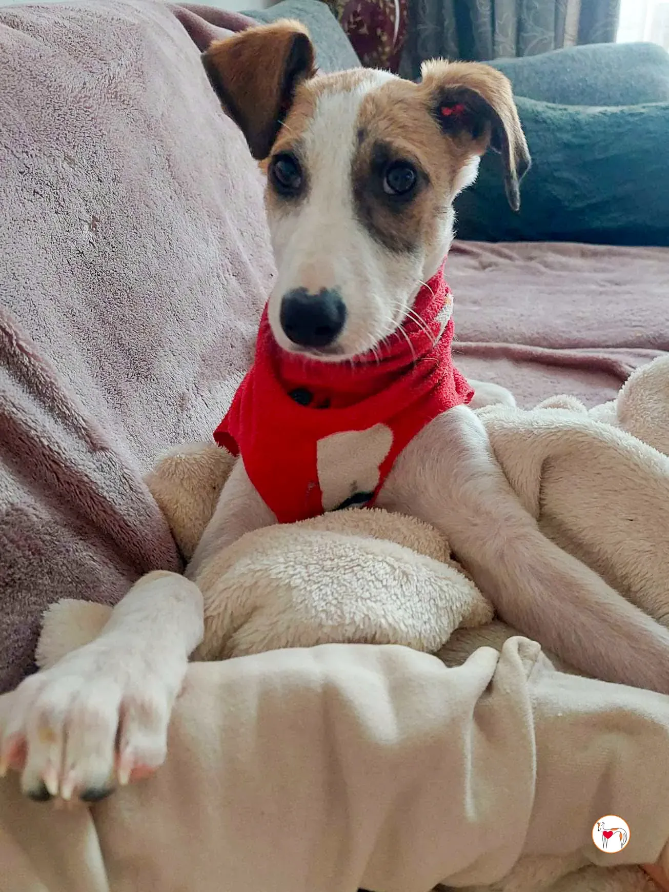 franco grey cucciolo adozione 03