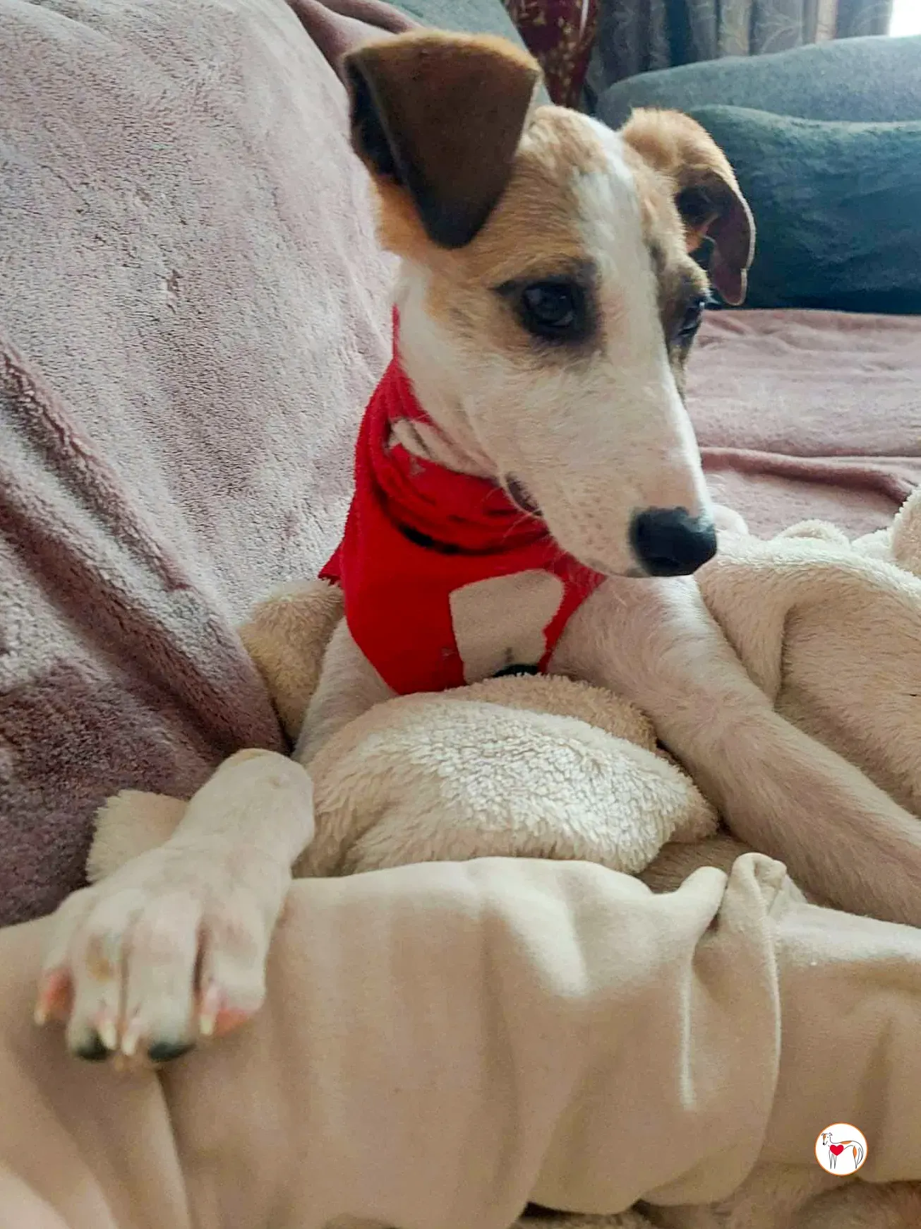 franco grey cucciolo adozione 04