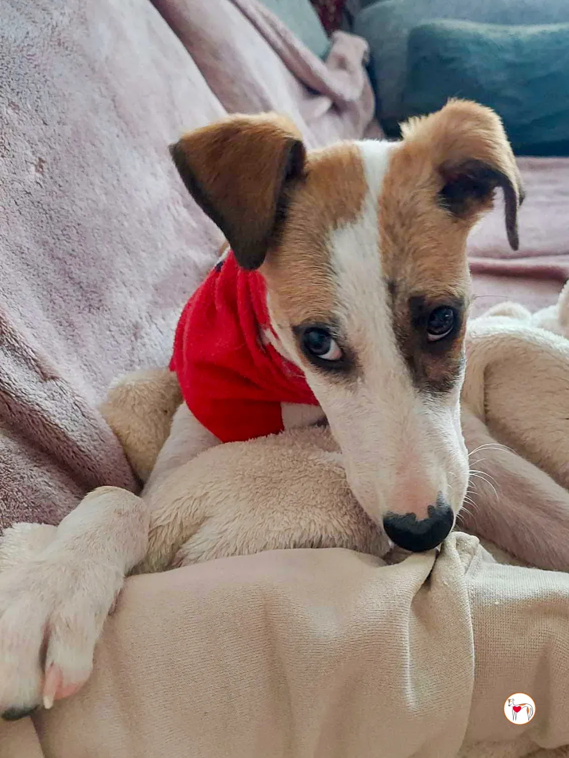 franco grey cucciolo adozione 05