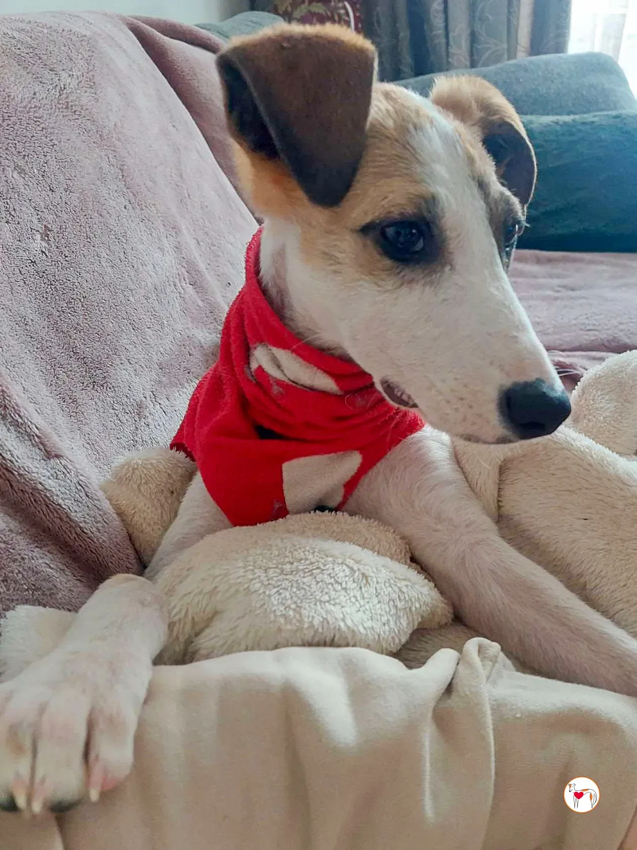 franco grey cucciolo adozione 06