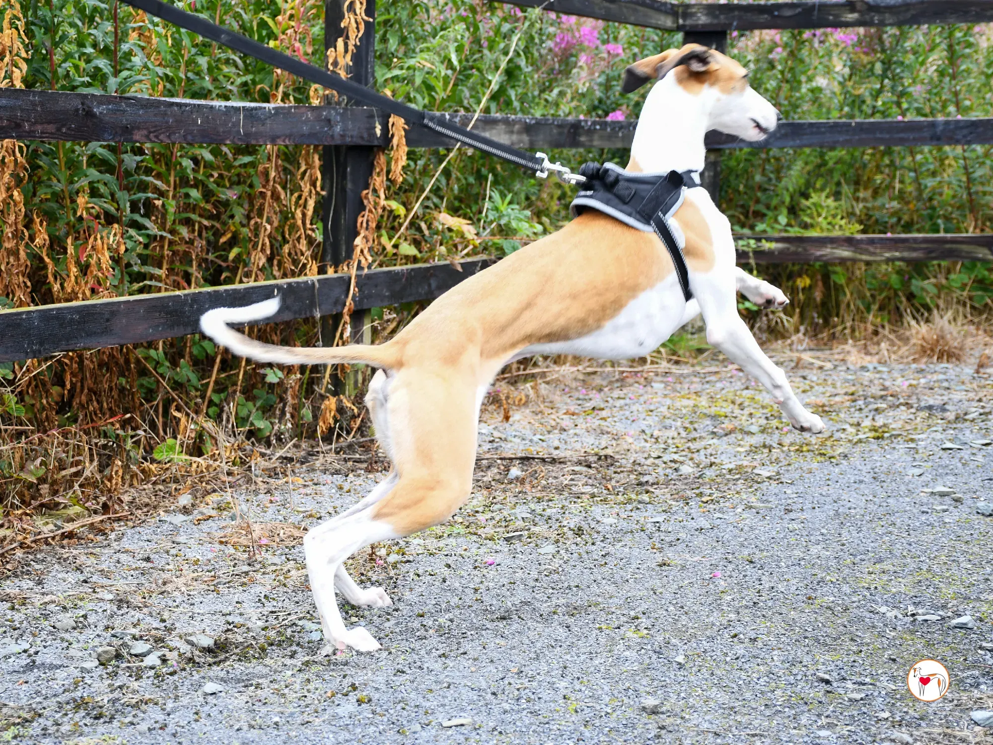 franco grey cucciolo adozione 07