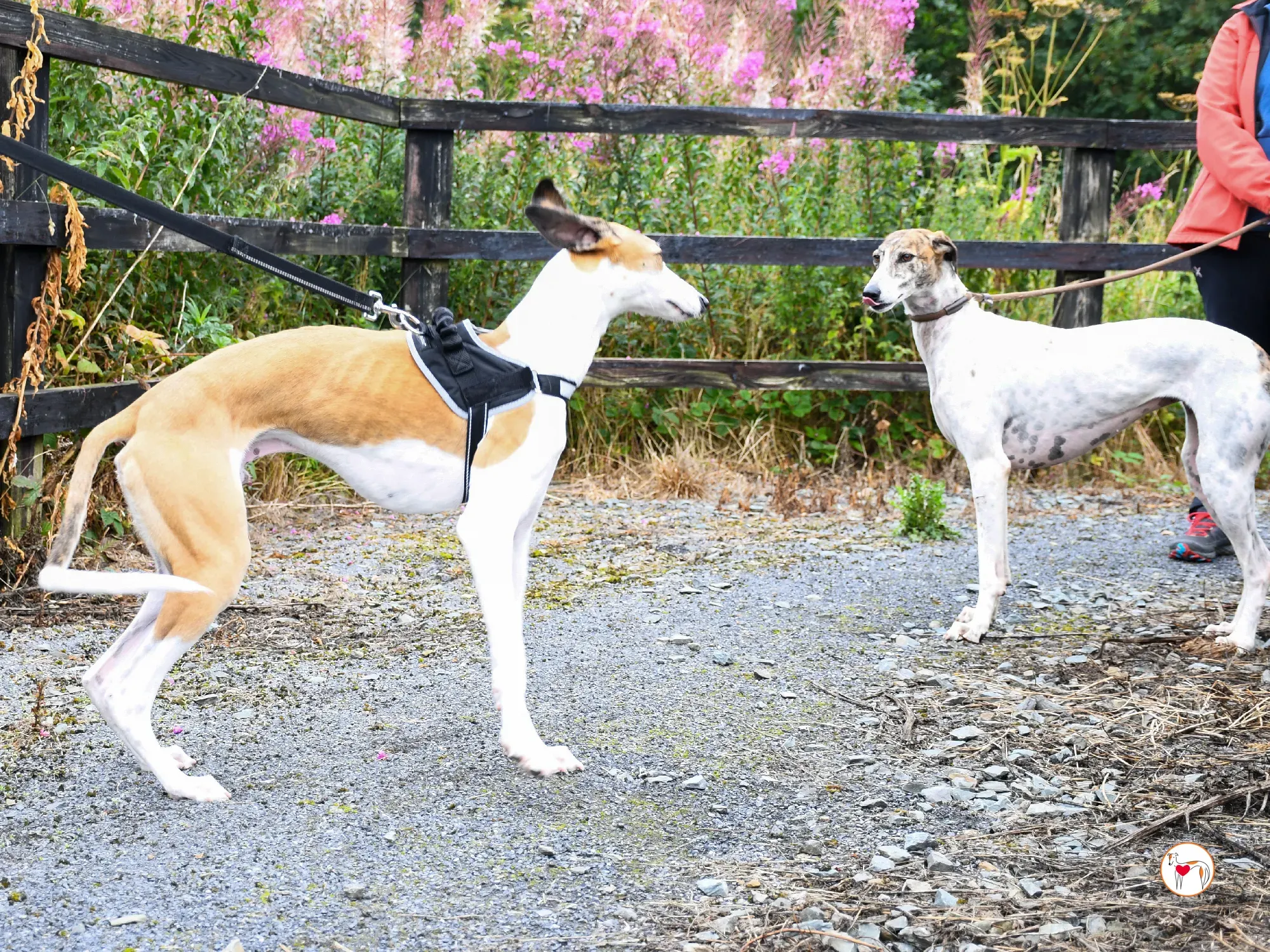 franco grey cucciolo adozione 08