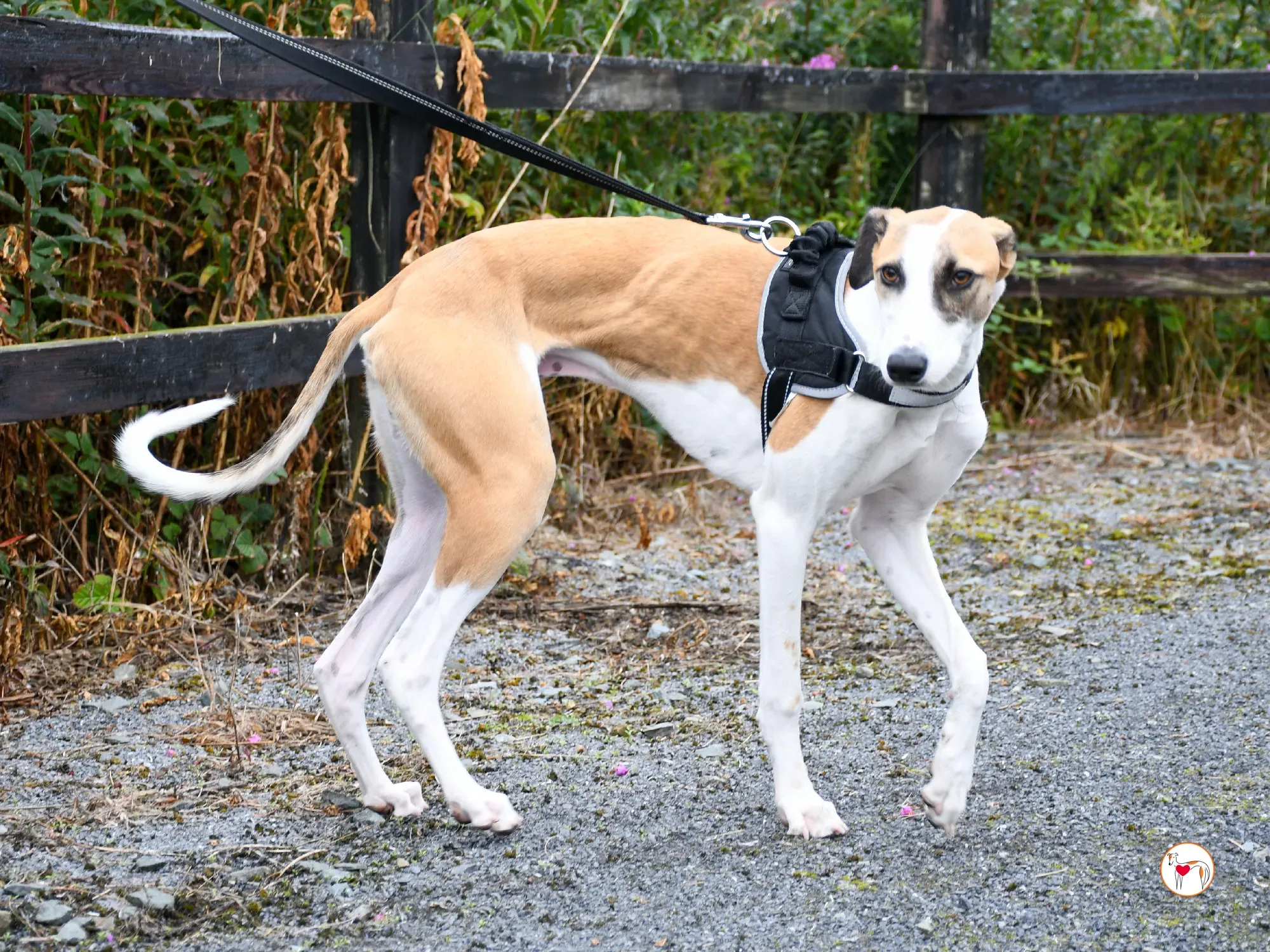 franco grey cucciolo adozione 09